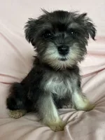 Rylee, a female Miniature Schnauzer for sale in Roy, WA – 2 of 10