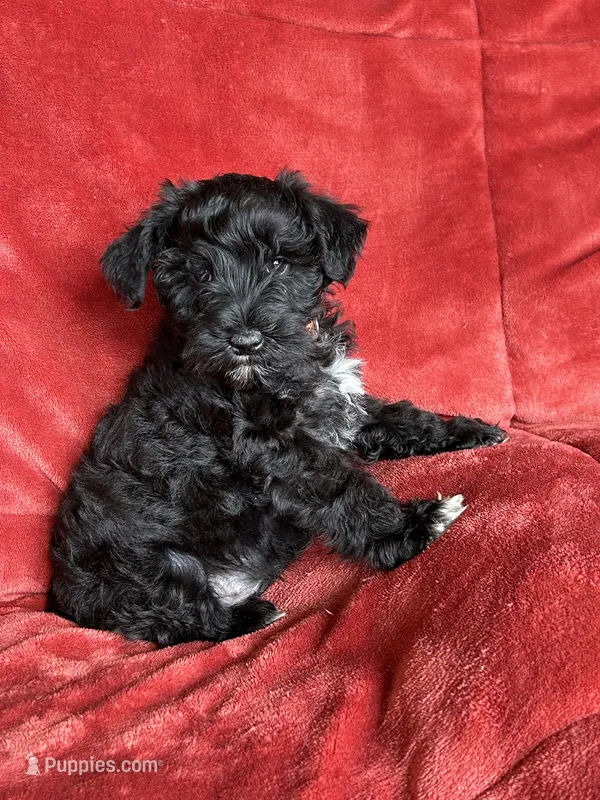 Trapper – Miniature Schnauzer puppy for sale in Roy, WA
