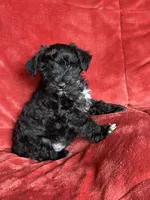Trapper, a male Miniature Schnauzer for sale in Roy, WA – 1 of 10