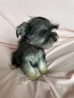 Rylee, a female Miniature Schnauzer for sale in Roy, WA – 10 of 10