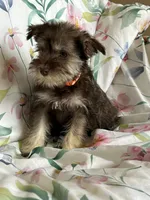 Whitney, a female Miniature Schnauzer for sale in Roy, WA – 8 of 10