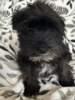 Ali, a male Miniature Schnauzer for sale in Roy, WA – 8 of 10