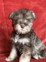 Coco, a female Miniature Schnauzer for sale in Roy, WA – 1 of 9