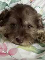 Whitney, a female Miniature Schnauzer for sale in Roy, WA – 6 of 10