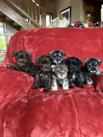 Axel, a male Miniature Schnauzer for sale in Roy, WA – 10 of 10