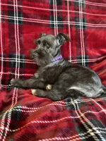 Taylor, a female Miniature Schnauzer for sale in Roy, WA – 6 of 8