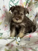 Whitney, a female Miniature Schnauzer for sale in Roy, WA – 4 of 10