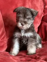 Coco, a female Miniature Schnauzer for sale in Roy, WA – 8 of 9