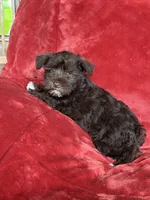 Ellie, a female Miniature Schnauzer for sale in Roy, WA – 3 of 10