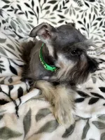 Emma, a female Miniature Schnauzer for sale in Roy, WA – 9 of 10