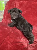 Ellie, a female Miniature Schnauzer for sale in Roy, WA – 7 of 10
