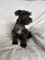 Ellie, a female Miniature Schnauzer for sale in Roy, WA – 4 of 9