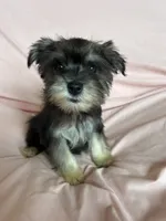 Rylee, a female Miniature Schnauzer for sale in Roy, WA – 8 of 10