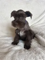 Ellie, a female Miniature Schnauzer for sale in Roy, WA – 6 of 9