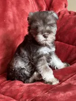 Coco, a female Miniature Schnauzer for sale in Roy, WA – 5 of 9