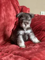 Coco, a female Miniature Schnauzer for sale in Roy, WA – 7 of 9