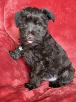 Axel, a male Miniature Schnauzer for sale in Roy, WA – 7 of 10