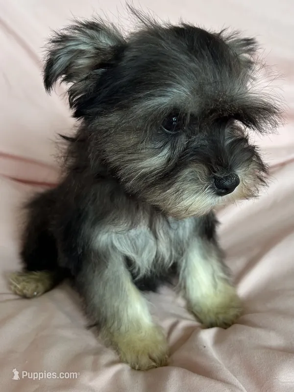Rylee – Miniature Schnauzer puppy for sale in Roy, WA