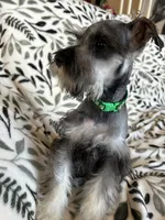 Emma, a female Miniature Schnauzer for sale in Roy, WA – 6 of 10
