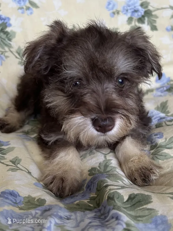 Ember – Miniature Schnauzer puppy for sale in Roy, WA