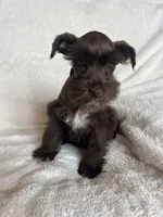 Ellie, a female Miniature Schnauzer for sale in Roy, WA – 8 of 9