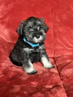 Murphy , a male Miniature Schnauzer for sale in Roy, WA – 2 of 10