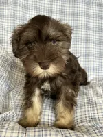 Britt, a female Miniature Schnauzer for sale in Roy, WA – 5 of 10