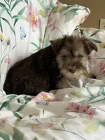 Whitney, a female Miniature Schnauzer for sale in Roy, WA – 10 of 10