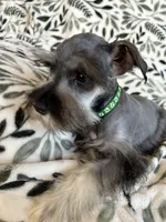 Emma, a female Miniature Schnauzer for sale in Roy, WA – 4 of 10