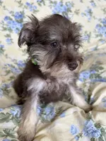 Ember, a female Miniature Schnauzer for sale in Roy, WA – 9 of 10