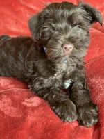 Axel, a male Miniature Schnauzer for sale in Roy, WA – 3 of 10