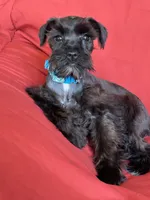 Sharna, a female Miniature Schnauzer for sale in Roy, WA – 8 of 10