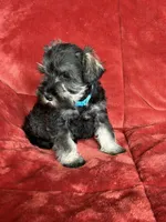 Murphy , a male Miniature Schnauzer for sale in Roy, WA – 5 of 10
