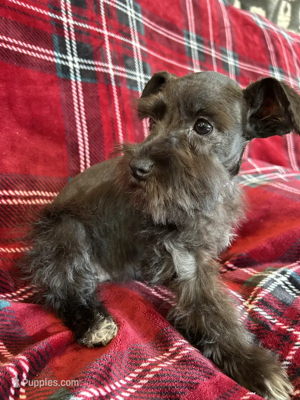 Taylor – Miniature Schnauzer puppy for sale in Roy, WA