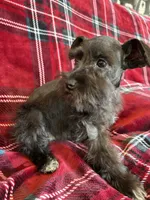 Taylor, a female Miniature Schnauzer for sale in Roy, WA – 1 of 8