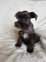 Ellie, a female Miniature Schnauzer for sale in Roy, WA – 3 of 9