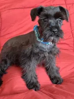 Sharna, a female Miniature Schnauzer for sale in Roy, WA – 4 of 10