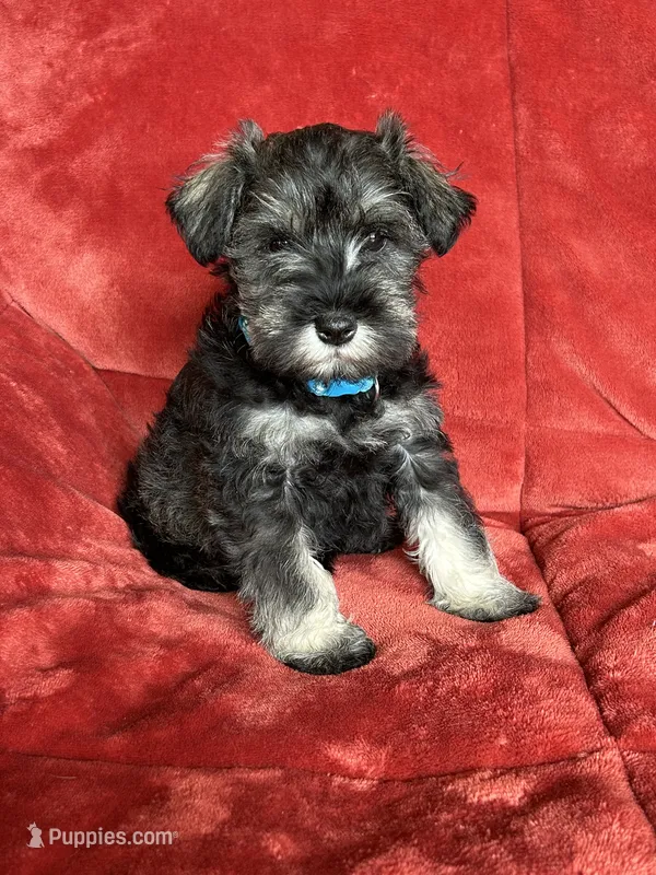 Murphy  – Miniature Schnauzer puppy for sale in Roy, WA