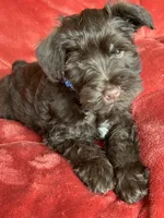 Axel, a male Miniature Schnauzer for sale in Roy, WA – 5 of 10
