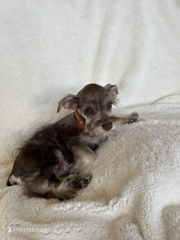 Whitney – Miniature Schnauzer puppy for sale in Roy, WA