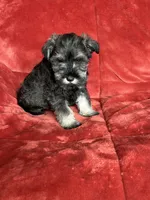 Murphy , a male Miniature Schnauzer for sale in Roy, WA – 3 of 10