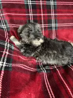 Bruno, a male Miniature Schnauzer for sale in Roy, WA – 10 of 10