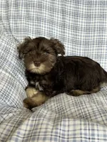 Britt, a female Miniature Schnauzer for sale in Roy, WA – 3 of 10