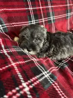 Bruno, a male Miniature Schnauzer for sale in Roy, WA – 6 of 10