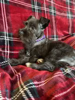 Taylor, a female Miniature Schnauzer for sale in Roy, WA – 8 of 8