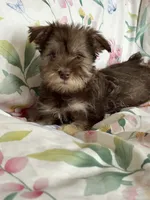 Whitney, a female Miniature Schnauzer for sale in Roy, WA – 7 of 10