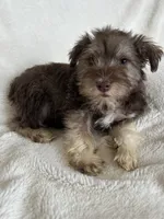 Ciara, a female Miniature Schnauzer for sale in Roy, WA – 4 of 10