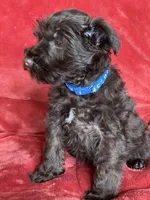 Axel, a male Miniature Schnauzer for sale in Roy, WA – 2 of 10