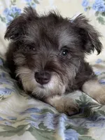 Ember, a female Miniature Schnauzer for sale in Roy, WA – 6 of 10