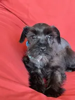 Sharna, a female Miniature Schnauzer for sale in Roy, WA – 7 of 10